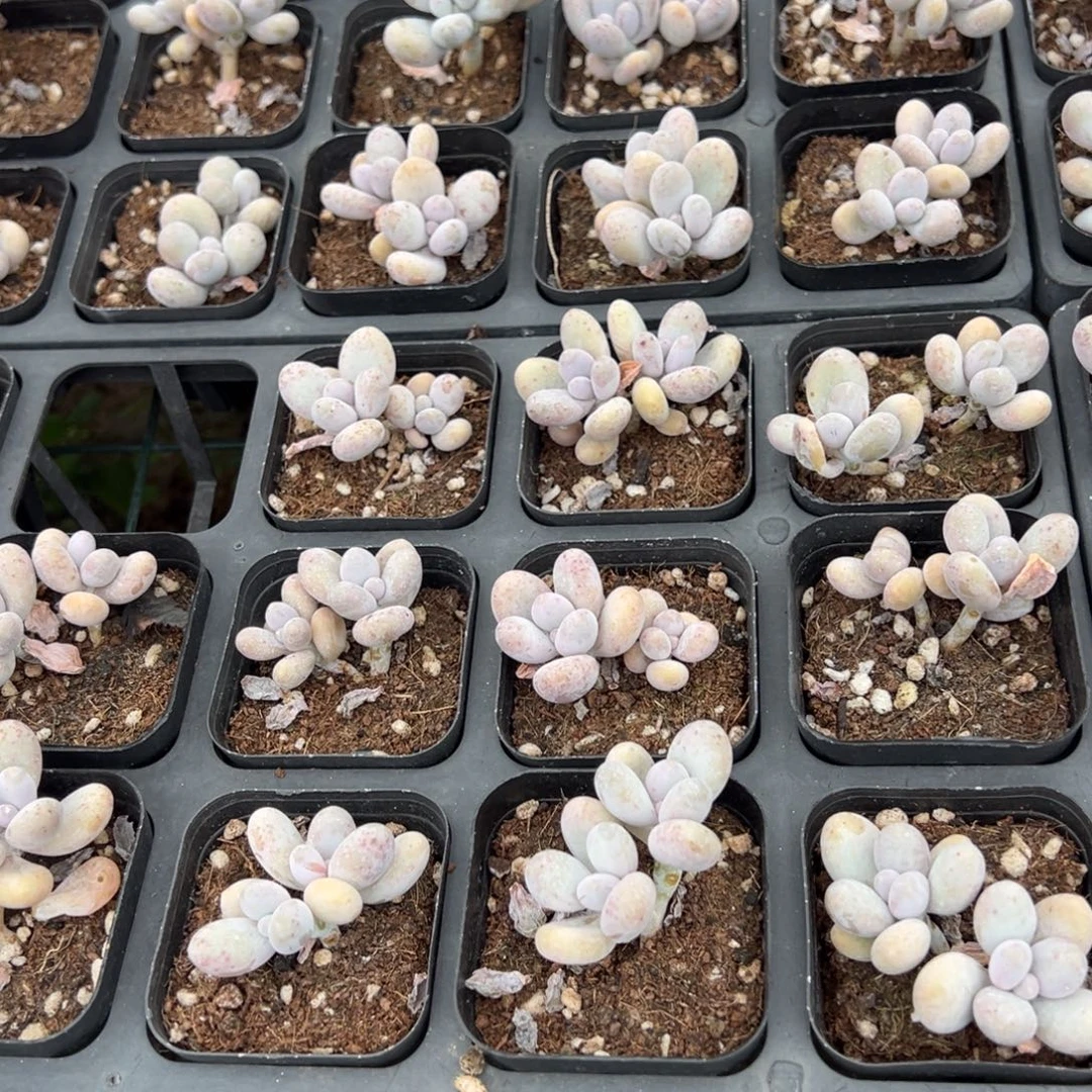 奶酪双头一颗量拍多肉满20元包邮