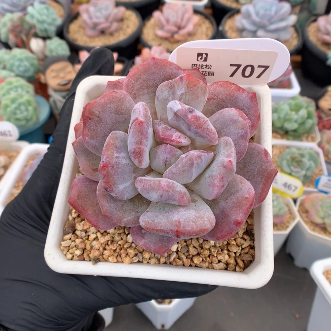 707 梦露石化多肉