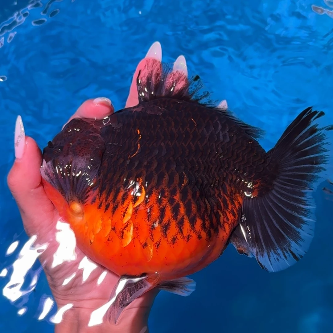 金鱼类不分公母18