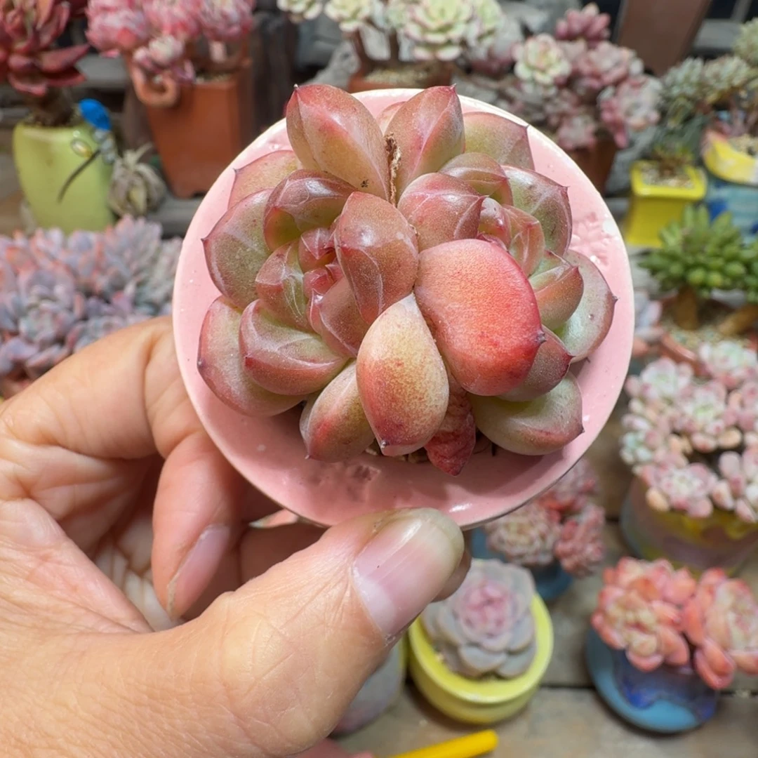 小胖珍妮 精品多肉含盆土 一物一拍