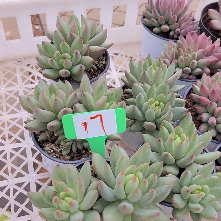 17二代虞美人一个托土