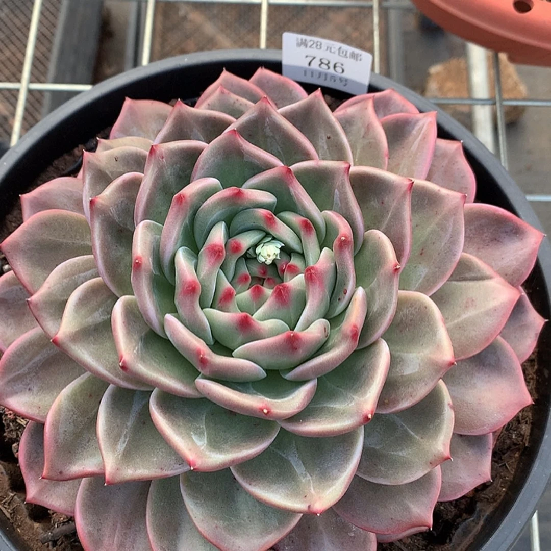 【闪购商品】786山茶花22厘米