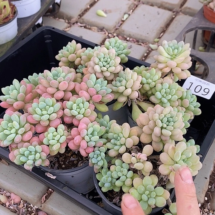 109 多肉植物盆栽花卉植物