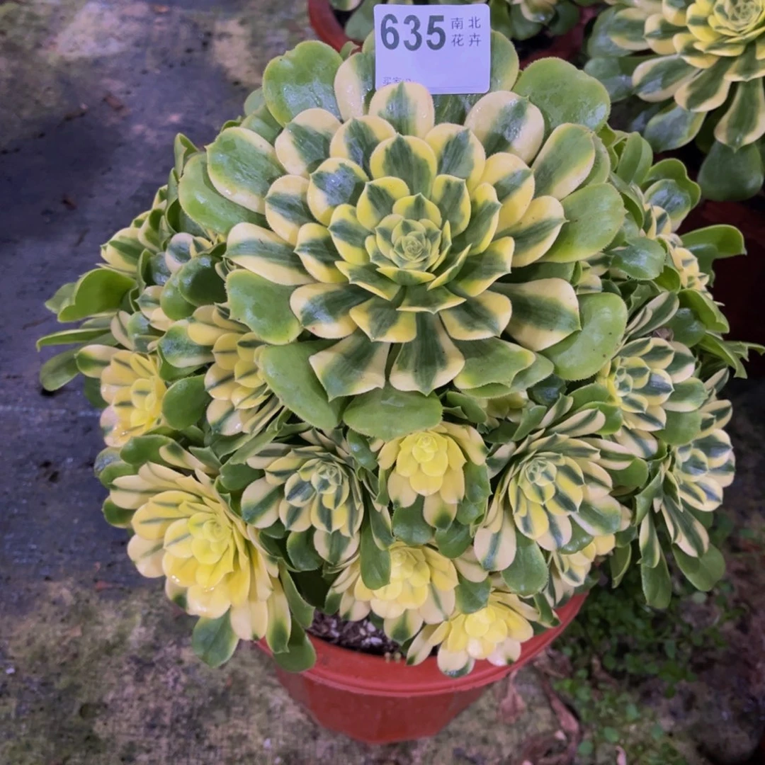 多肉辛尼亚0000000635