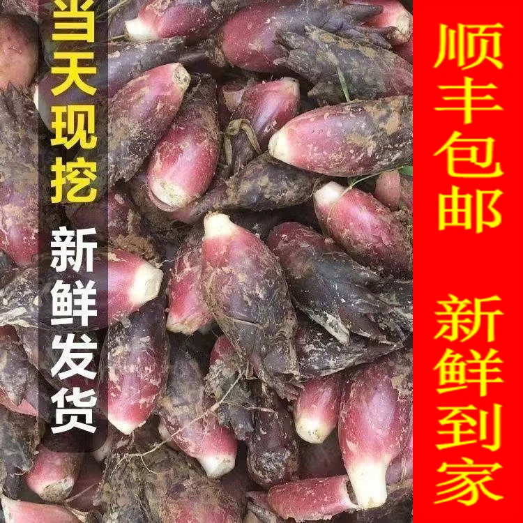 【顺丰包邮】贵州阳荷洋荷洋禾现摘现发洋豁元荷茗荷蘘荷农家露天种