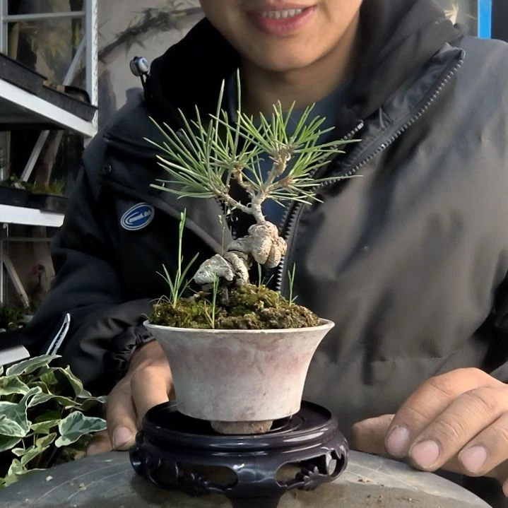 ℡****_小盆景小植物一物一拍104