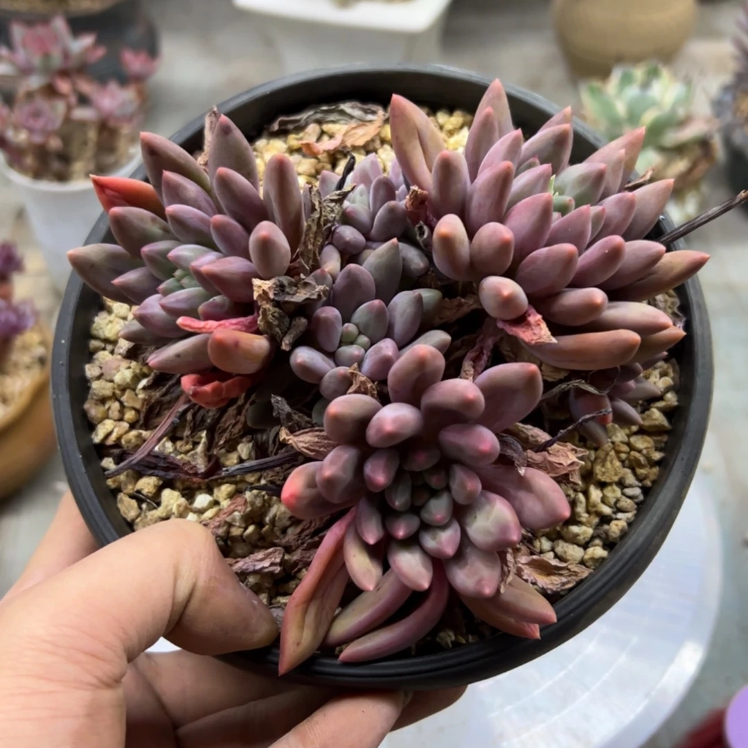 车厘子18 零零多肉植物