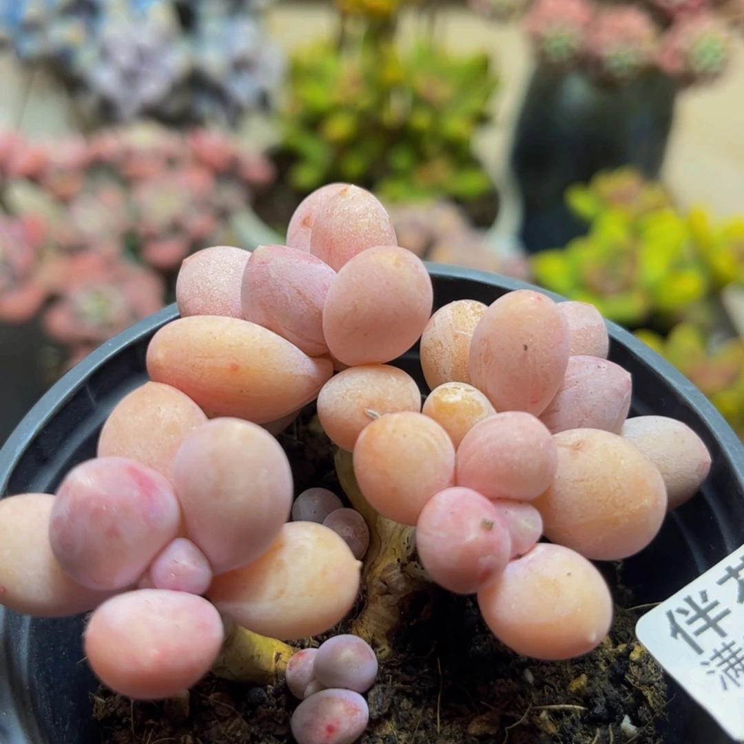 760香水手指6cm多肉