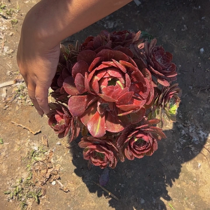 16.8花月夜一棵包邮