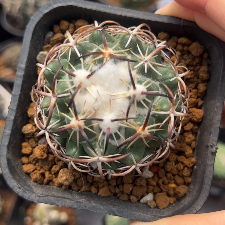 实生钢钉仙人球仙人球