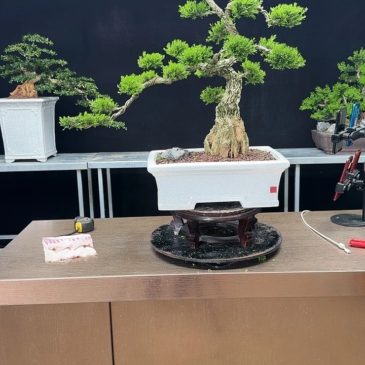 无花朵黄杨黄杨黄杨黄杨