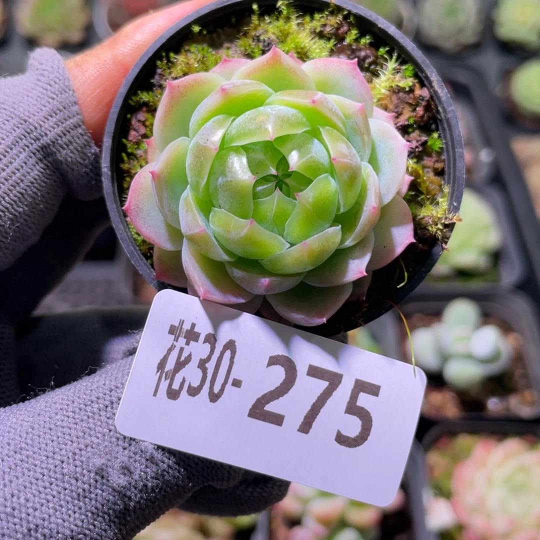 花利美30-275珍妮