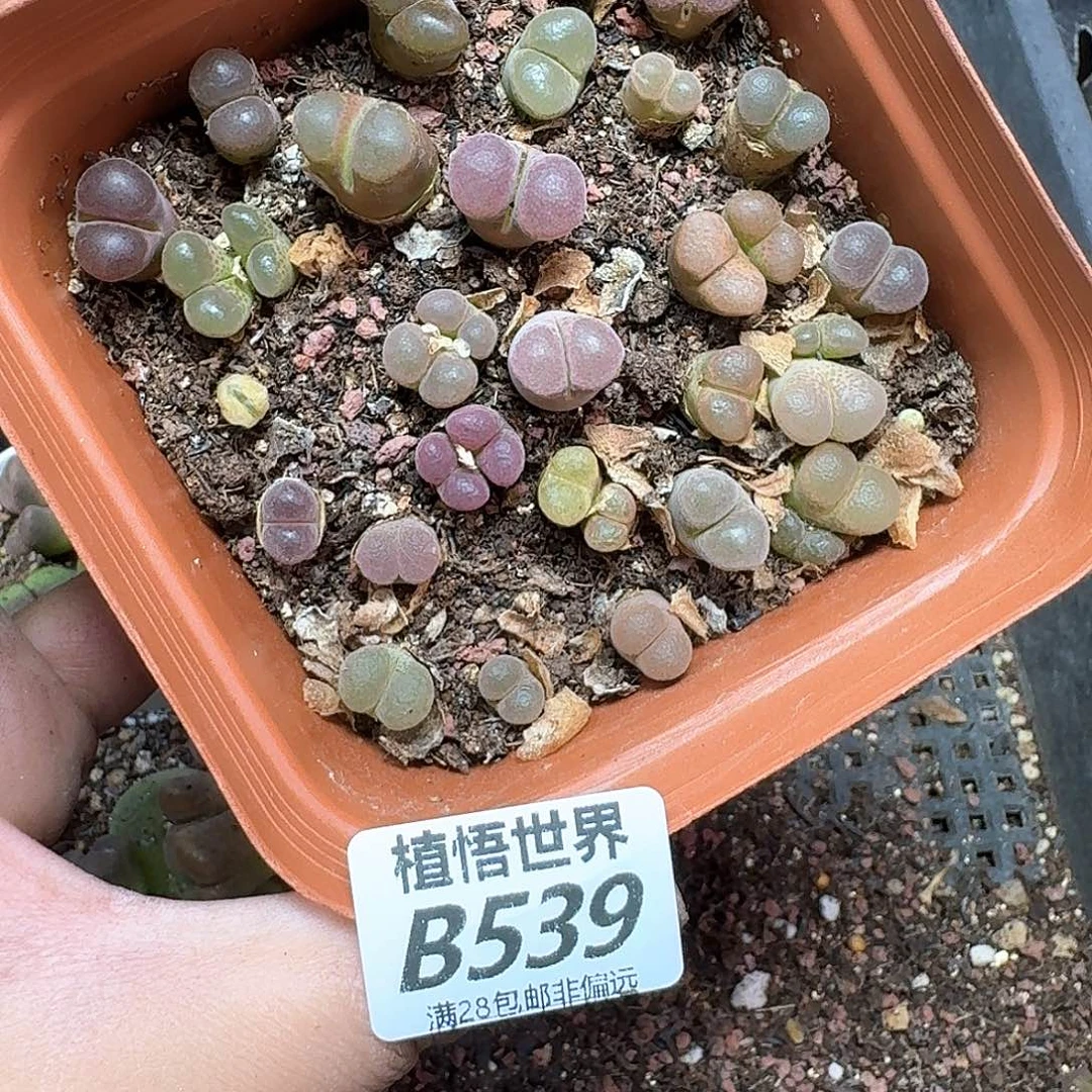 多肉植物的润泽额fv