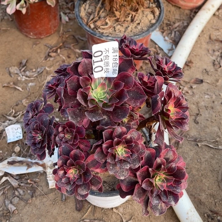 010美杜莎手捧桩不太直1北