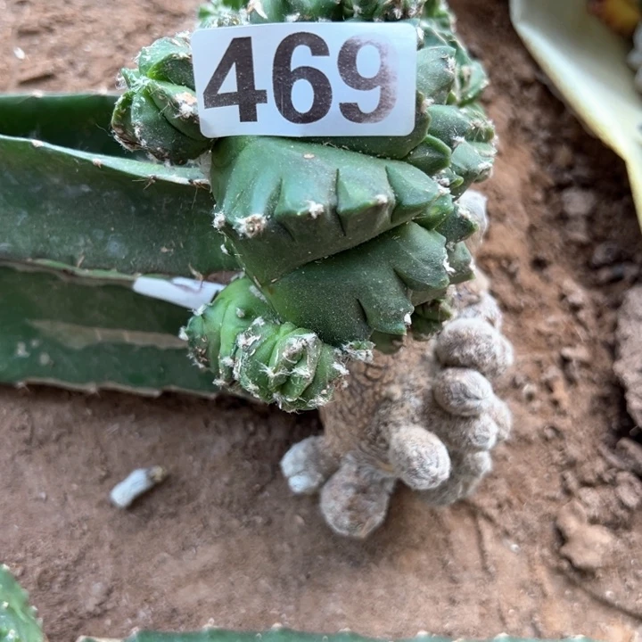 F***F469号仙人球开花