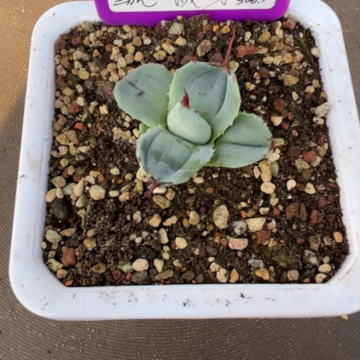 勋哥多肉厚叶福克斯顶芽