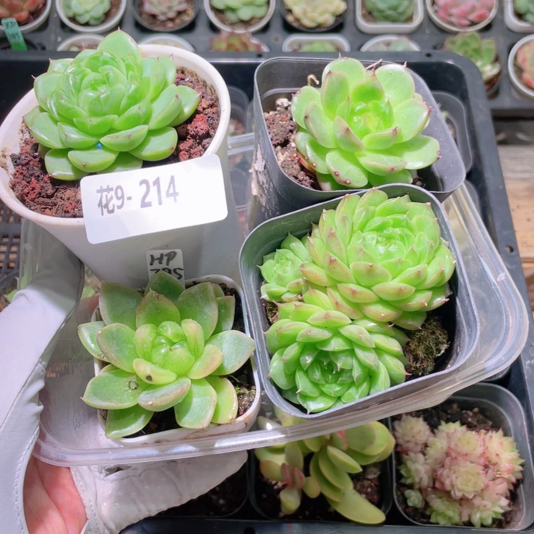 花利美9-214多肉4颗