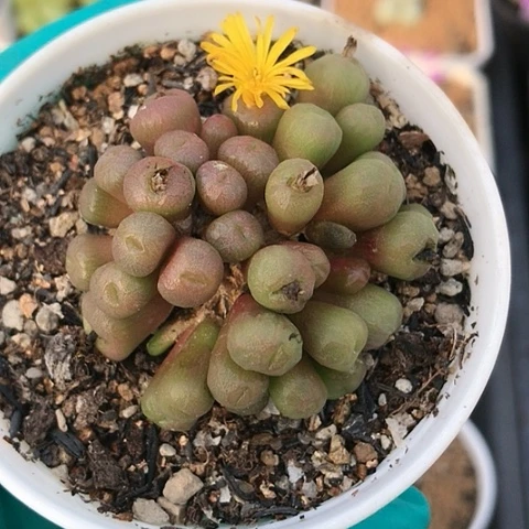 多肉肉锥 黄花铜壶