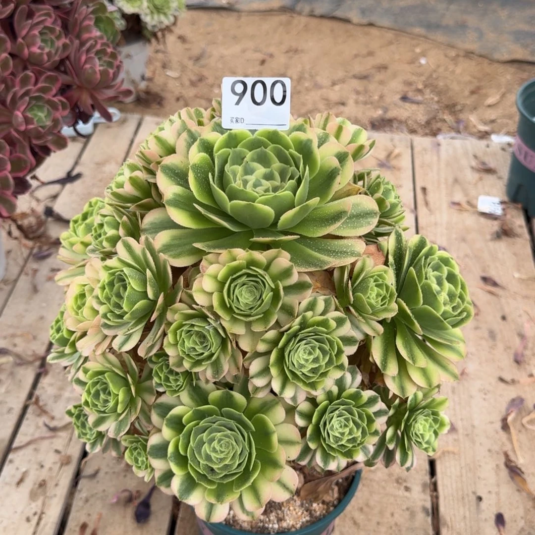 900辛妮娅多肉植物