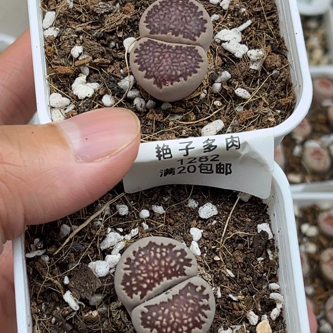 1282号两颗褐色网文寿丽