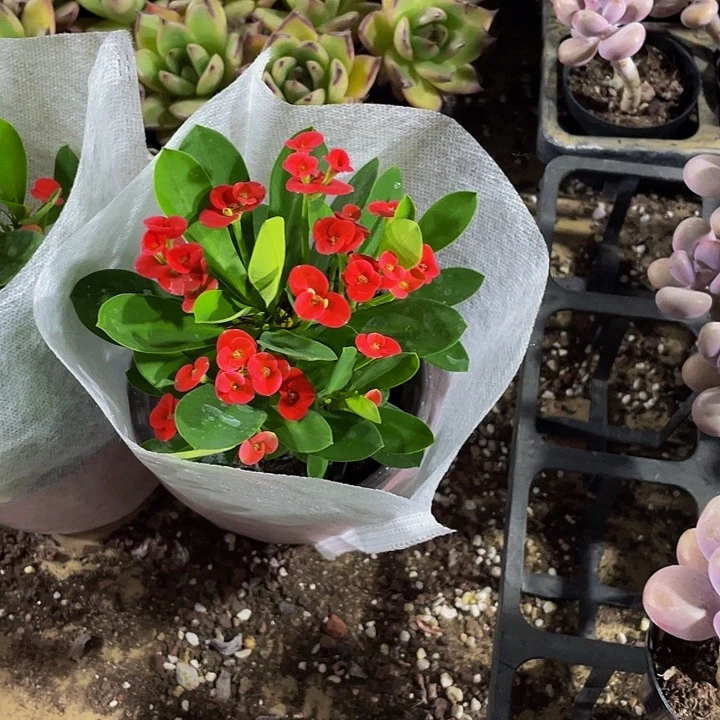 虎刺梅5.8带盆土发