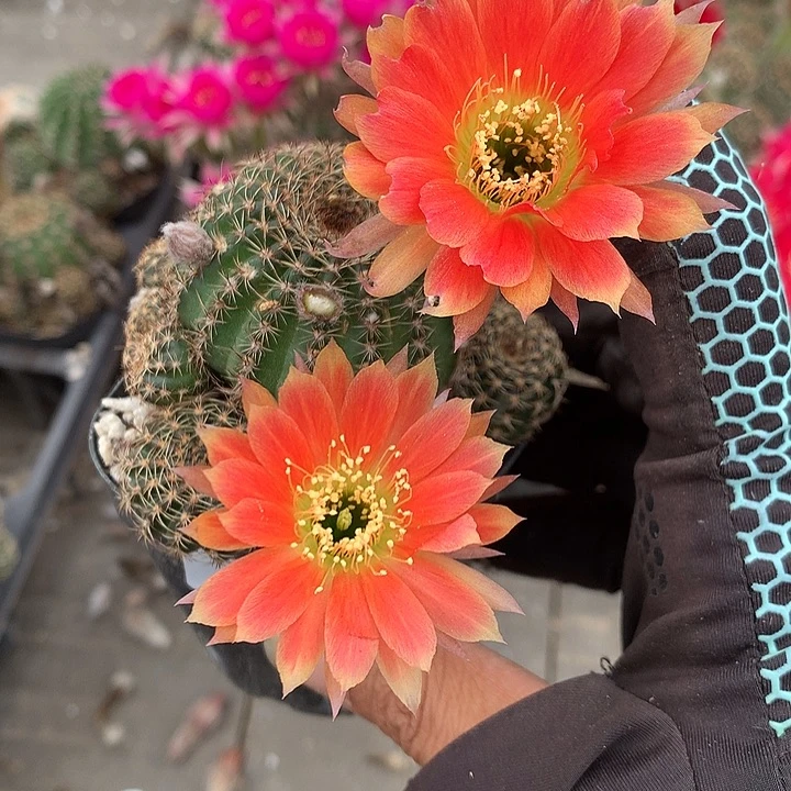 6122 侧芽自根丽花6厘米盆