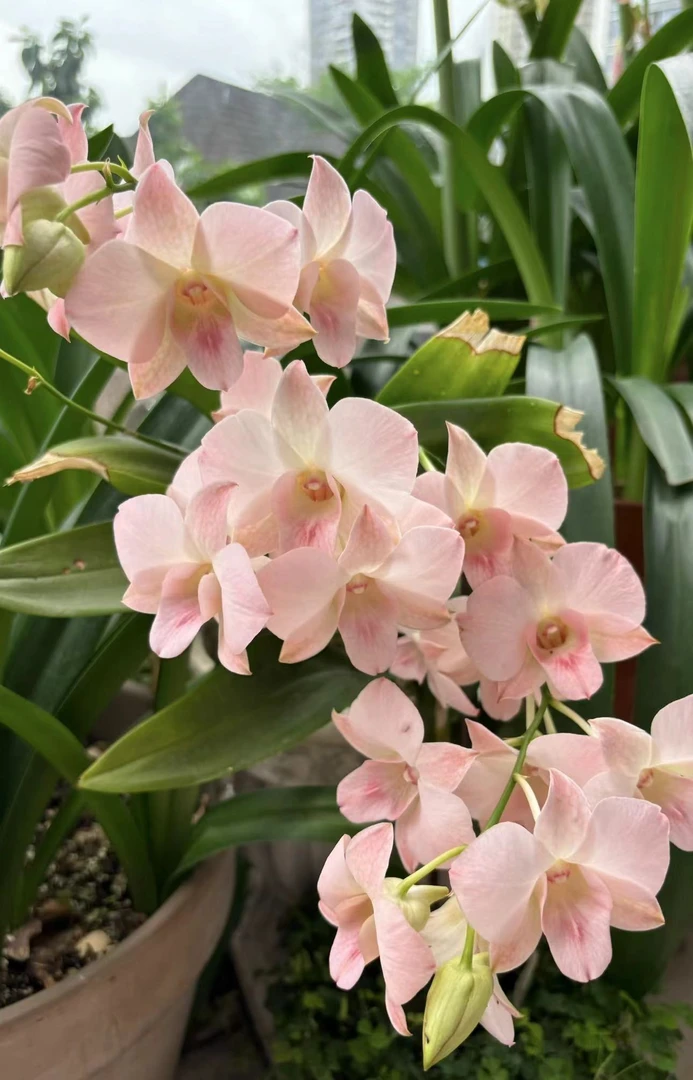 大蜜桃（带花）【秋石斛】爆花好养花期长 云南鲜花绿植