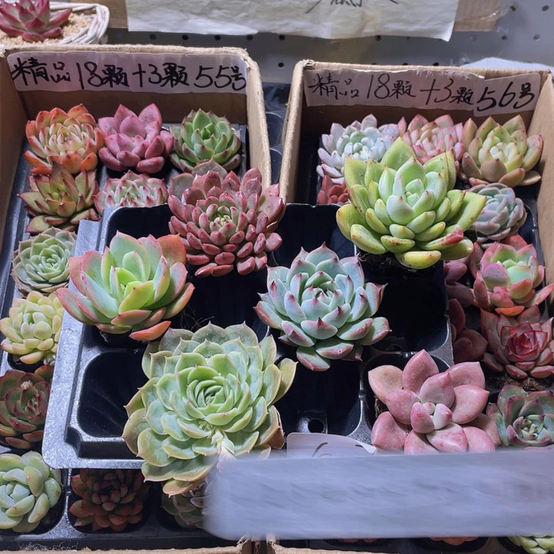 【闪购商品】6颗-2