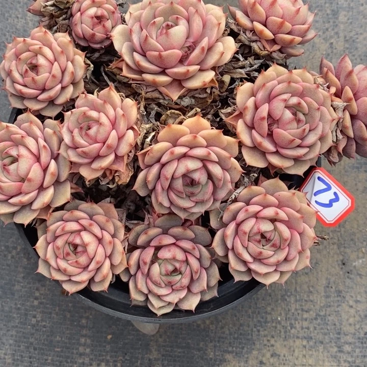 花****e一物一拍多肉本吧73