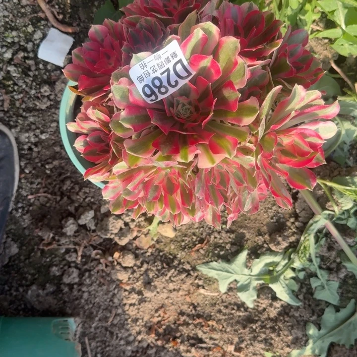 男神花花25-14包邮花花