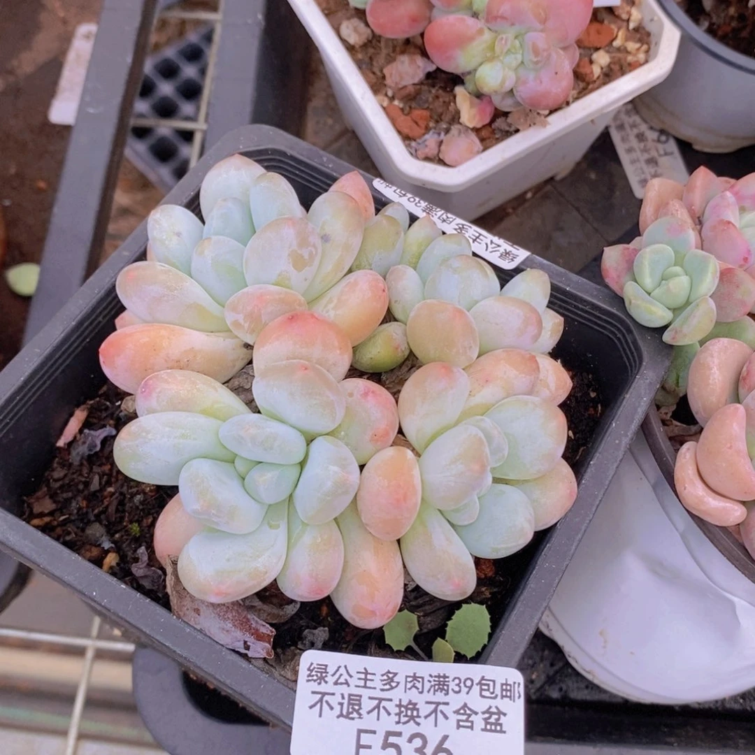 香水7cm536多肉植物
