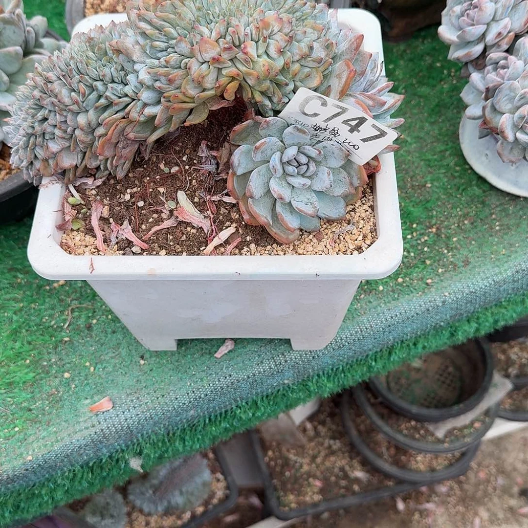 鹤***影星影缀化福利福利呀呀