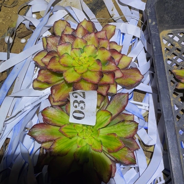 两个龙鳞砍头多肉植物032