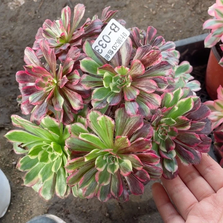 33铜花顺多肉11345678