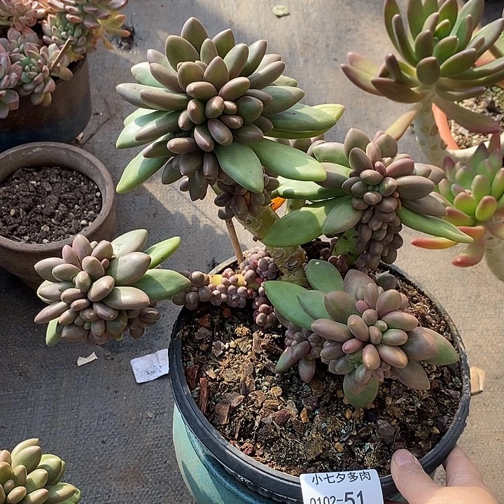 小七夕多肉芒果奶51