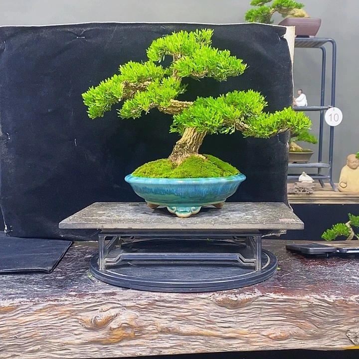 无花朵黄杨盆景四季常青不落叶