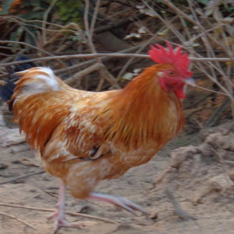 达州亭子燕窝岩土鸡蔬菜