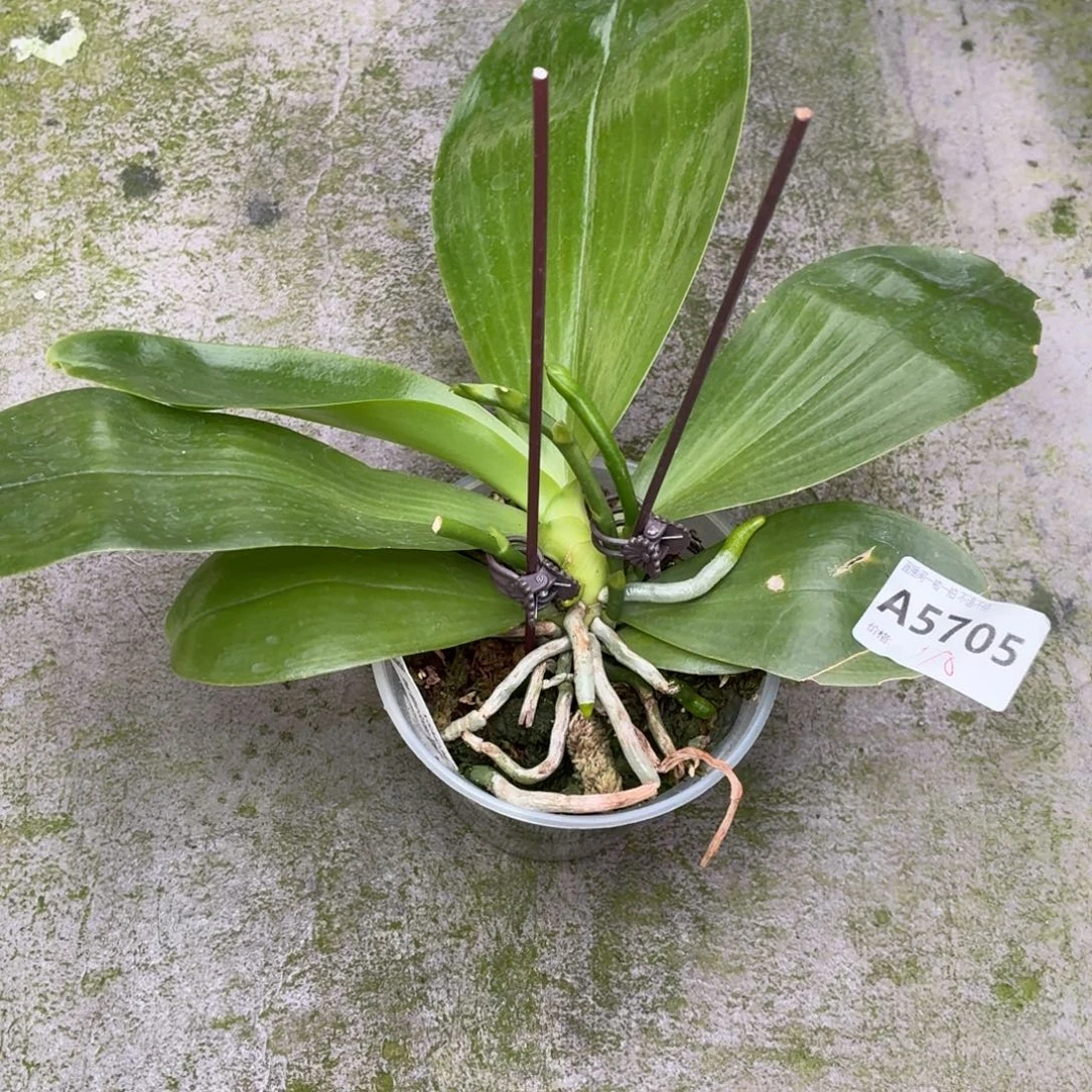 当前无花朵，栽培后可花朵A5705三花剑弥陀绿老虎