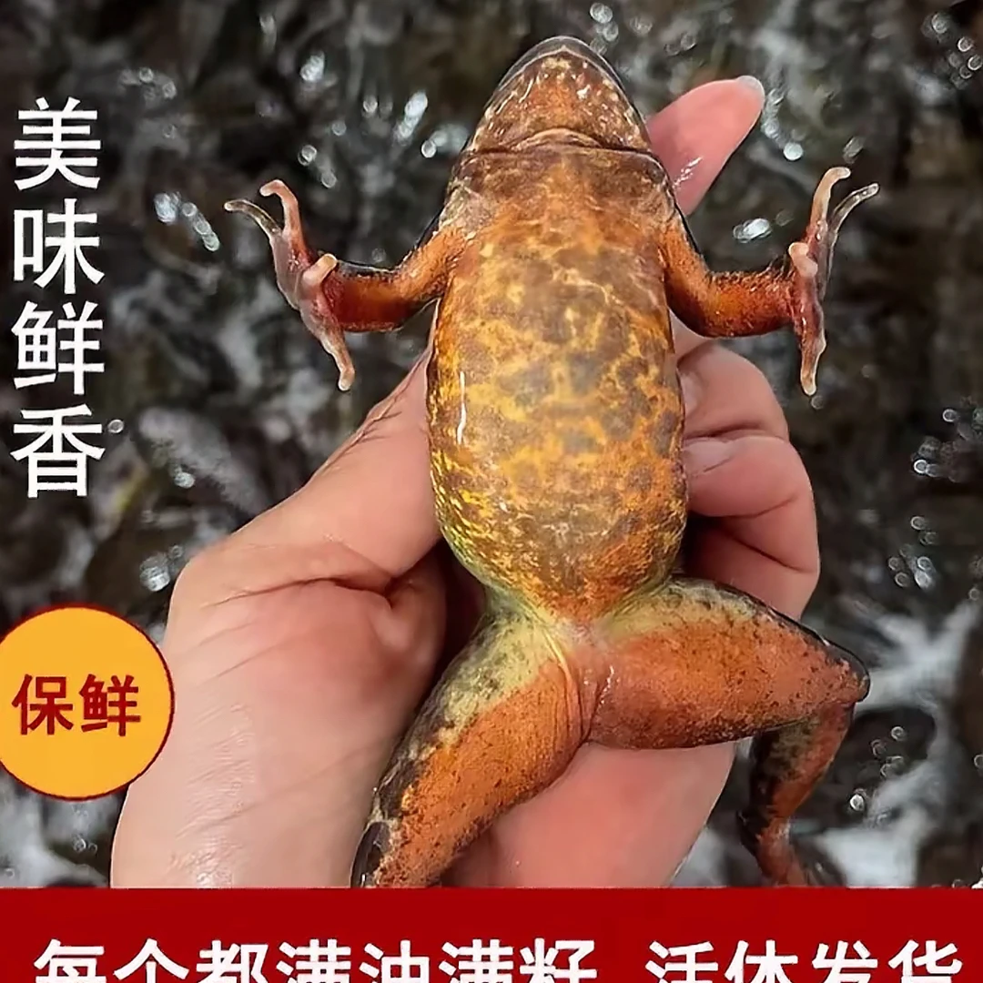 林蛙母豹子满油满籽鲜活河鲜 送半斤公送大酱