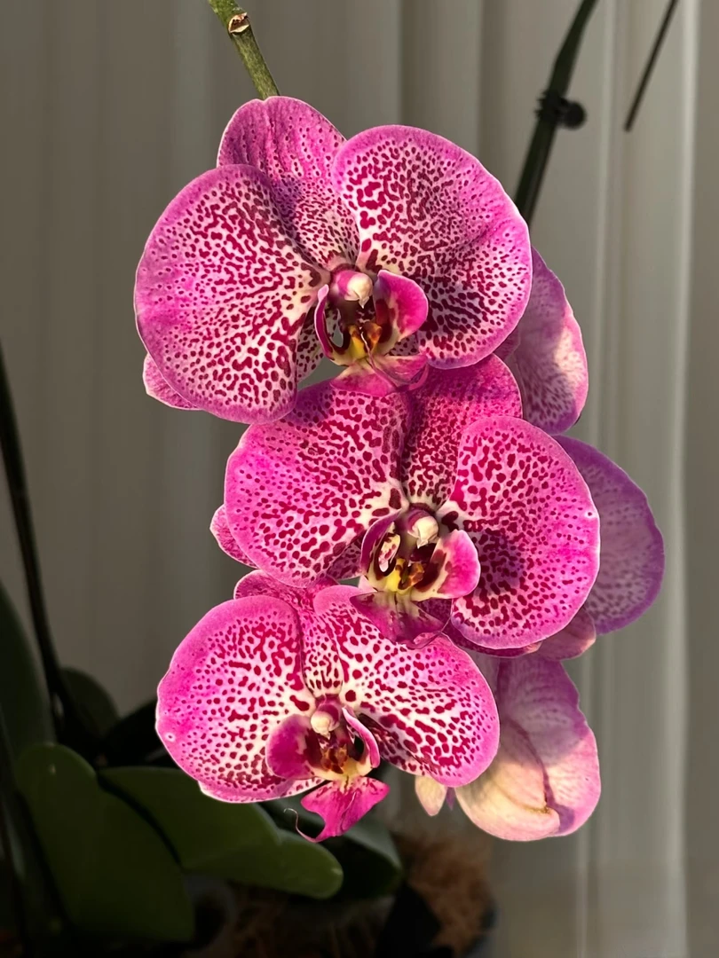 招财猫蝴蝶兰3.0寸杯（没花剑）麻子脸大花
