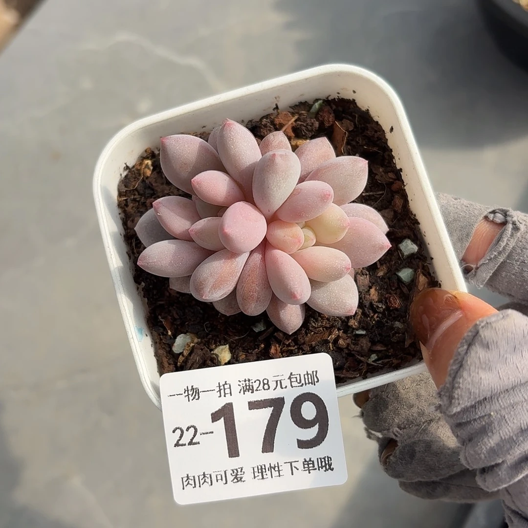 半夏无盆土发货无盆