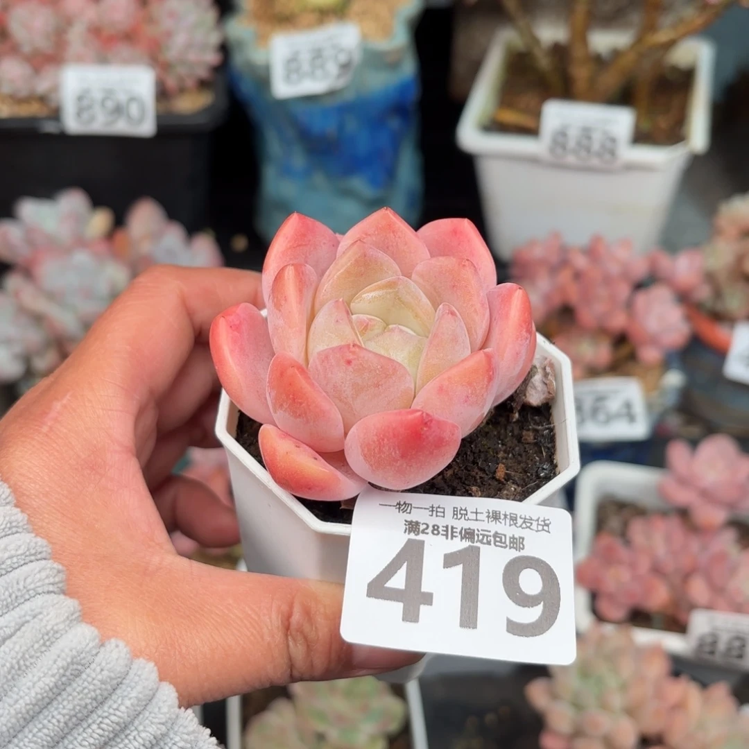 厚梦单头无盆土发货