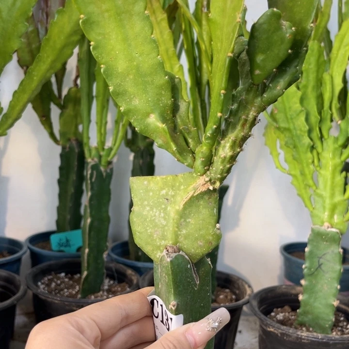 当前无花栽培后可以开花131