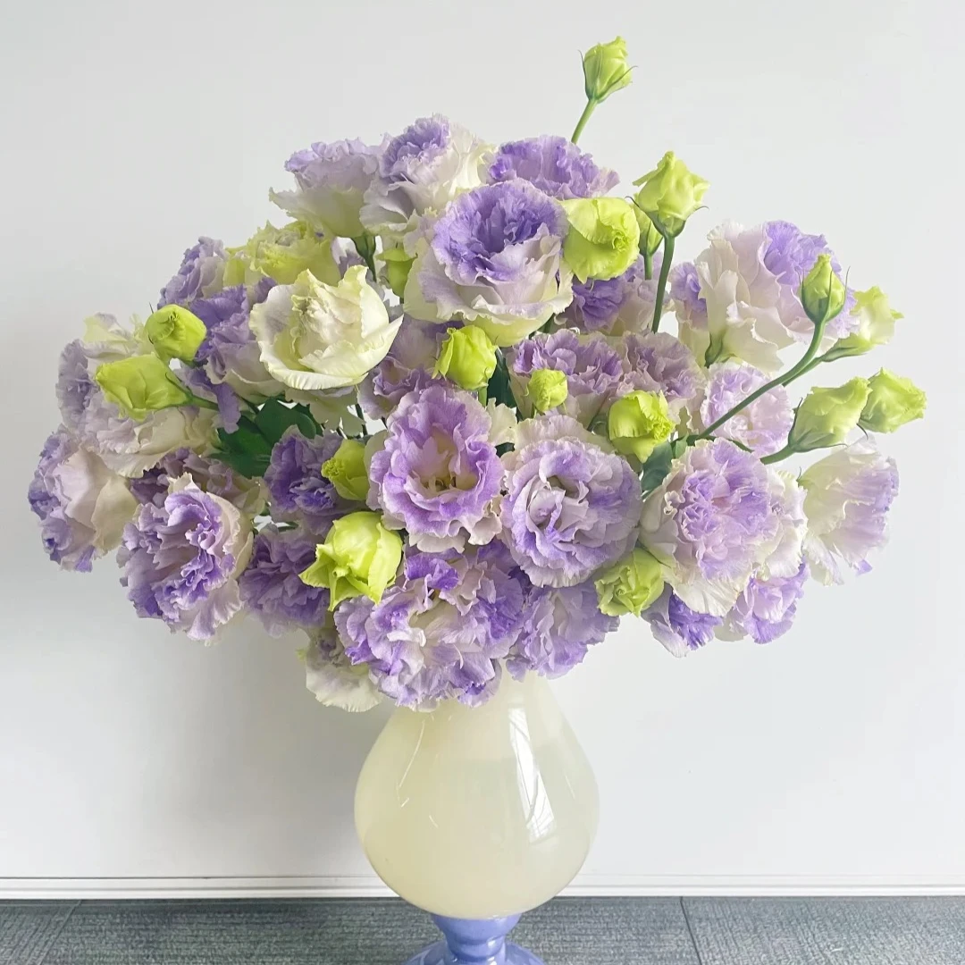 {波浪烟灰}精选波浪烟灰桔梗家居摆放插花云南鲜花优质鲜切花