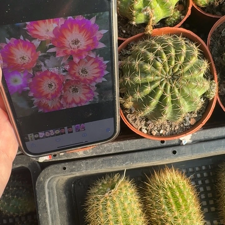 229丽花花花公子脱土发货5公分以上