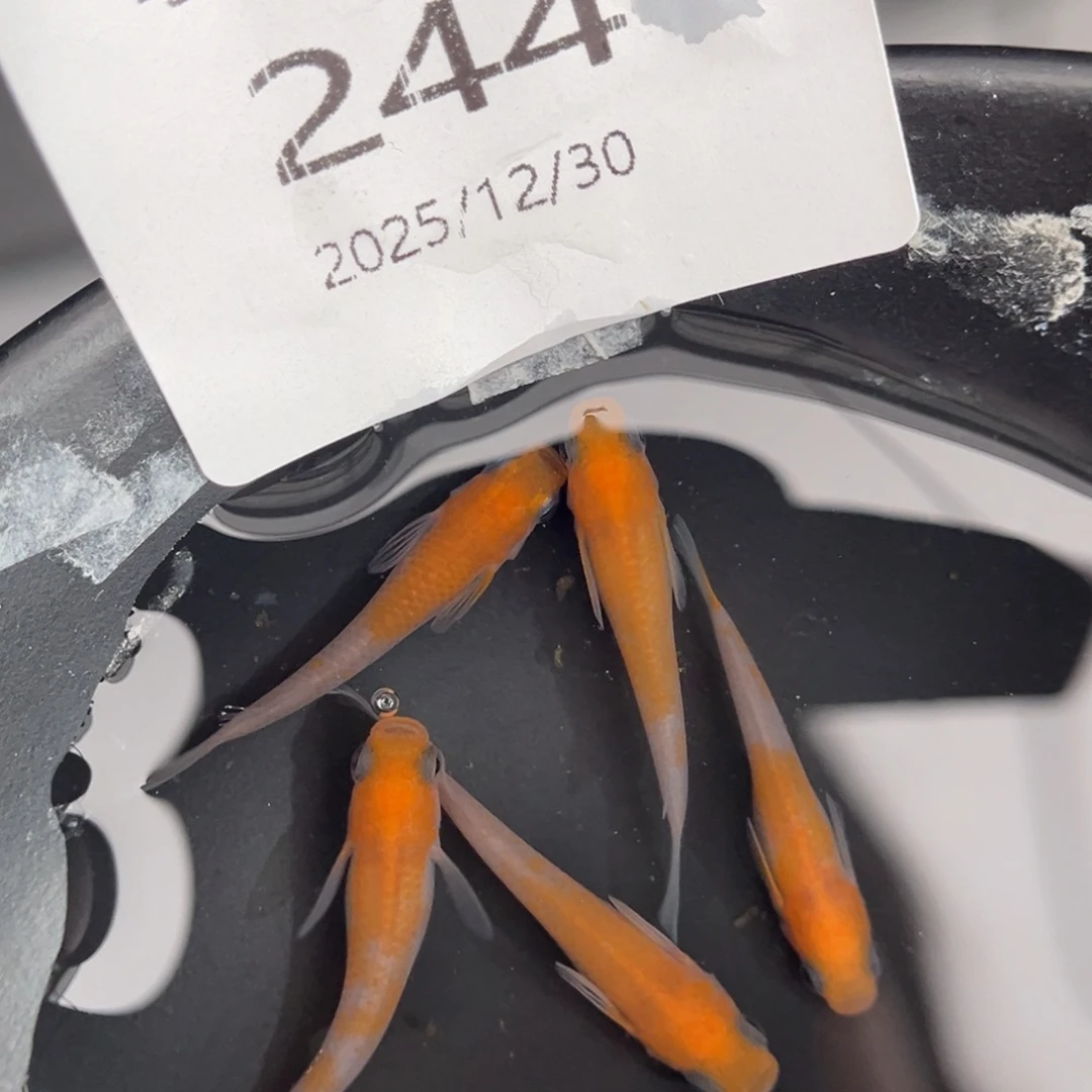 青鳉鱼244红白五尾