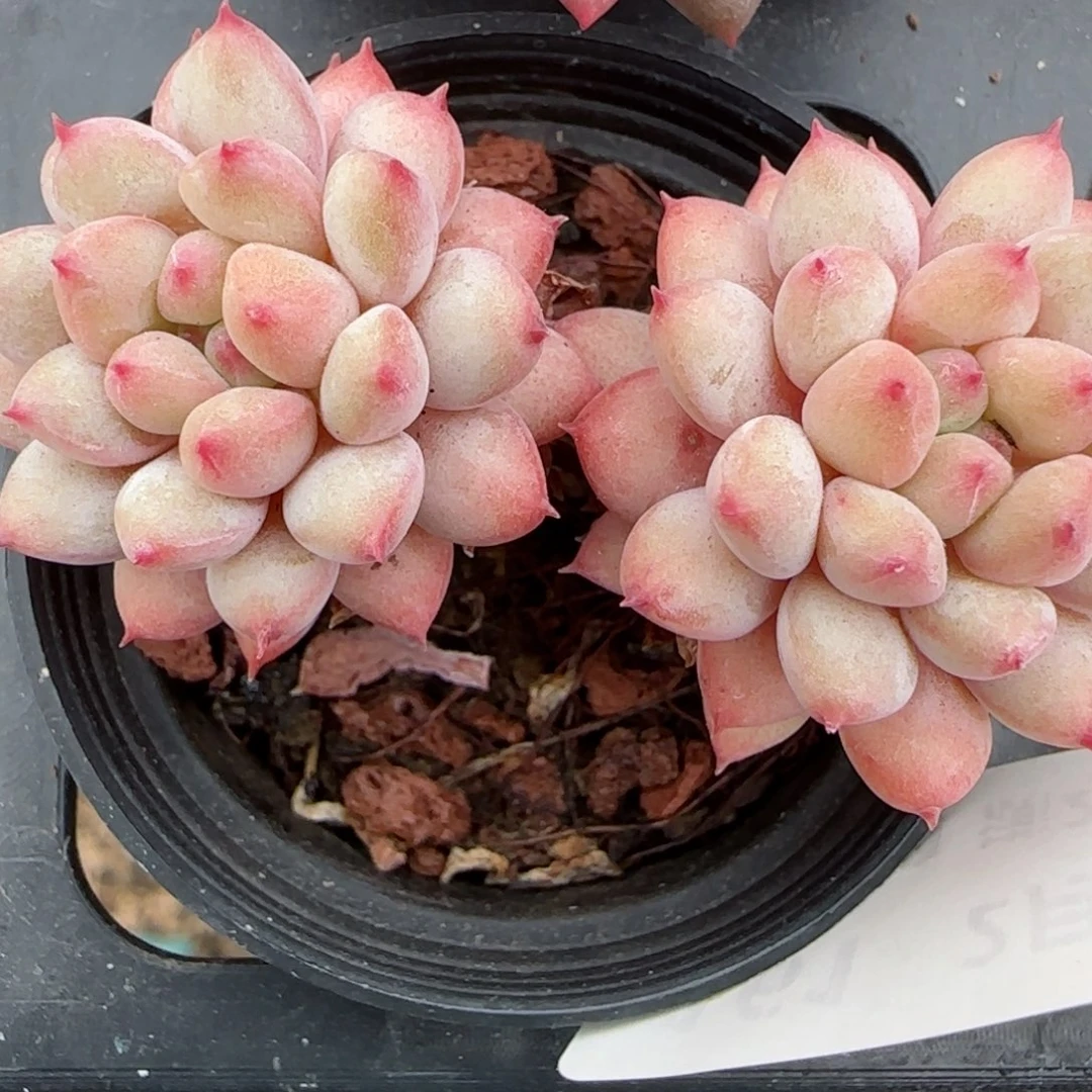 花语逸镜0208-161