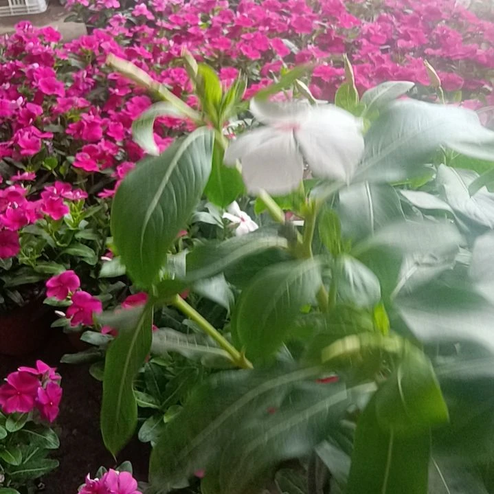 大部分花苞少量开放