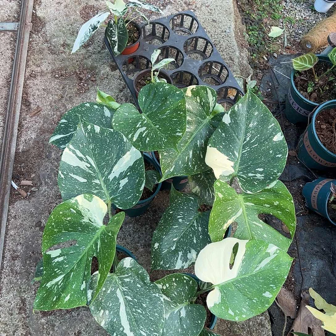 完全开放洒金底座随机发货不售后