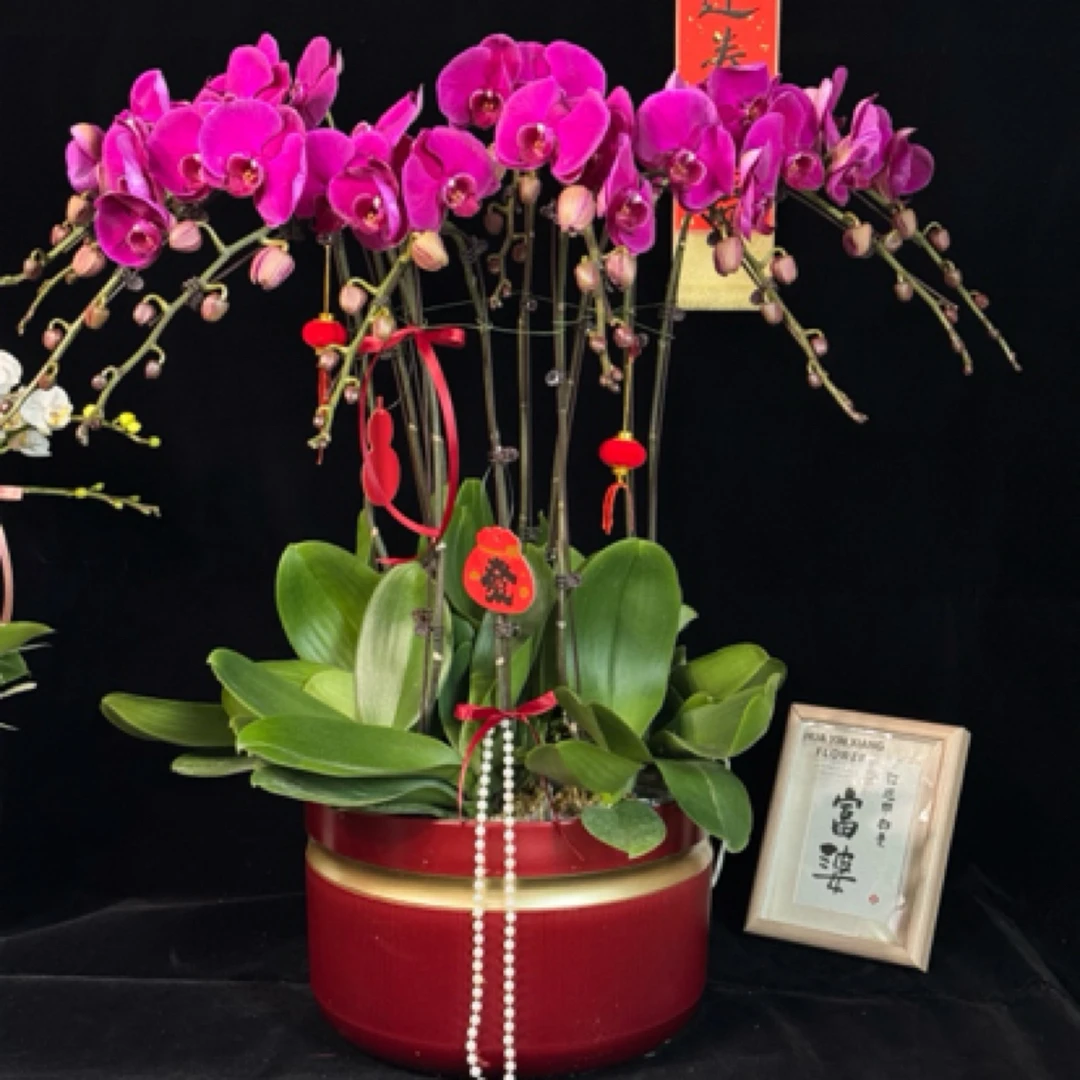 花印象|超值浮力【大辣椒】蝴蝶兰易县同城周边专享送货上门·送礼好物